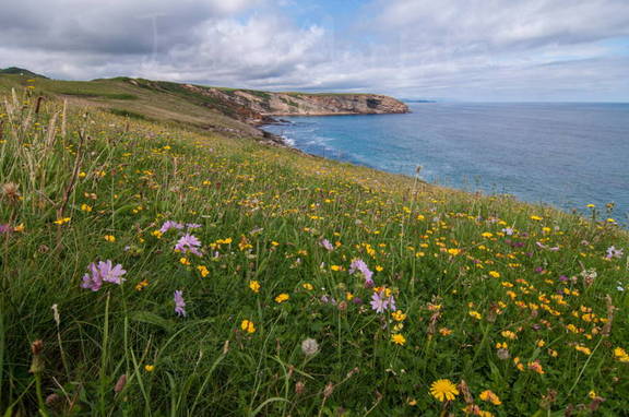 Pradera costera cantabra