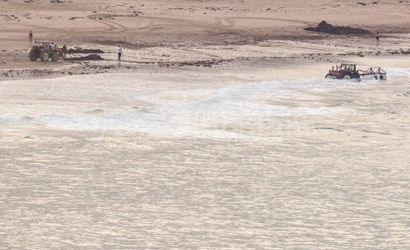 recogiendo algas en playa de Comillas