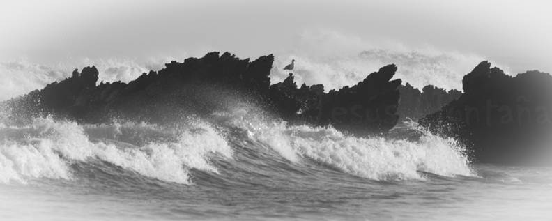 gaviota y olas ByN