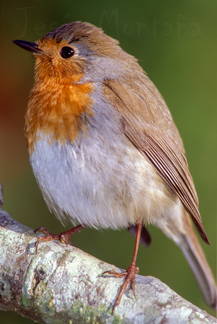 Petirrojo (Erithacus rubecula)