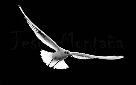 gaviota reidora en vuelo y eb blanco y negro