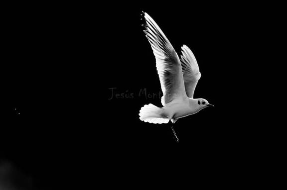 reidora blanco y negro contraluz