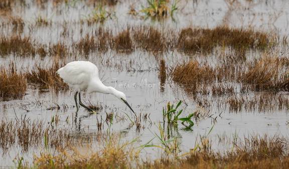 Garceta común buscando comida