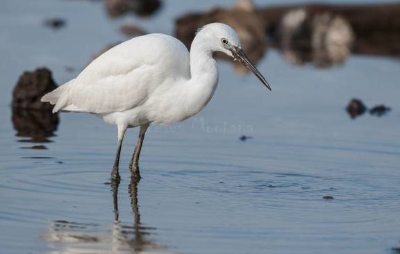 garceta común (Egretta garzetta)