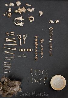 contenido egagropila