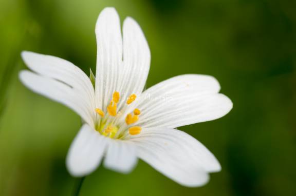  estrellada (Stellaria holostea)