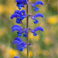 imitación floral
