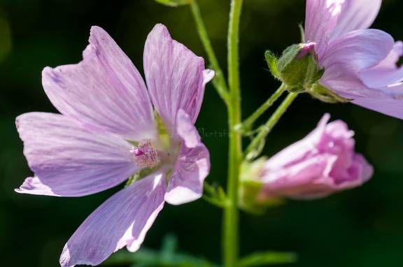 malva neglecta