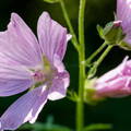 malva neglecta