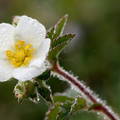 flor y lluvia