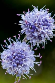 flores silvestres del campo, violetas