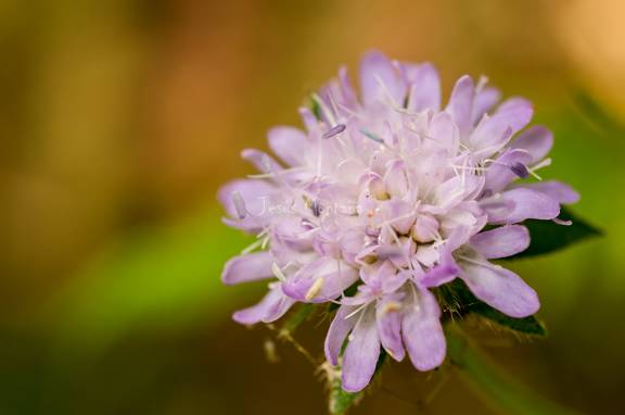 macro de una flor silvestre