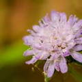 macro de una flor silvestre