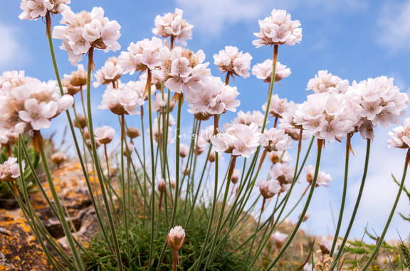 Armeria maritima y cielo
