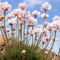 Armeria maritima y cielo