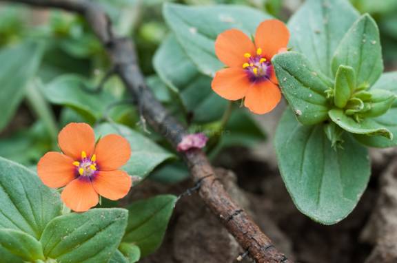 anagallis arvensis 