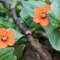 anagallis arvensis 