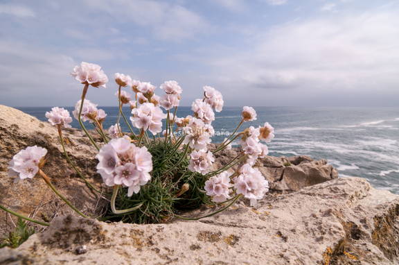 Armeria maritima 