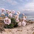 Armeria maritima 