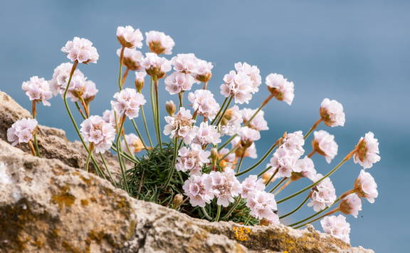 Armeria maritima 1