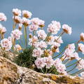 Armeria maritima 1