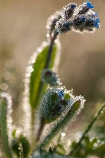 flores azules con rocio