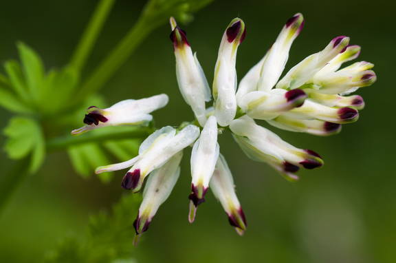 Fumaria capreolata