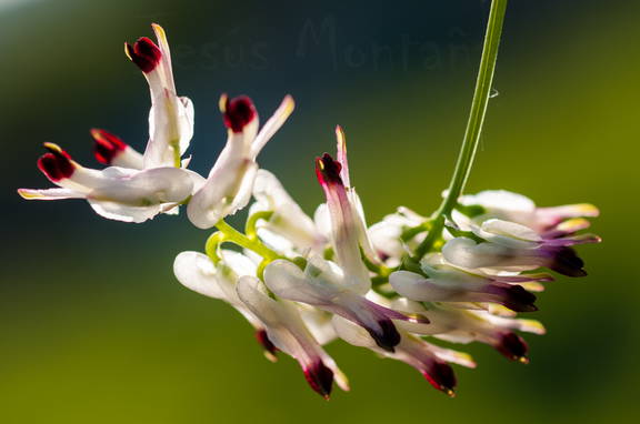 Fumaria capreolata, fumaria blanca o palomilla