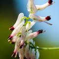 flor "Fumaria capreolata" en cantabria