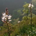 Asphodelus albus 3