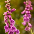 Digitalis purpurea 1
