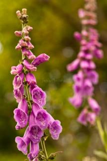 Digitalis purpurea 1
