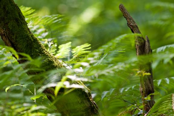 helechos,bosque,telaraña
