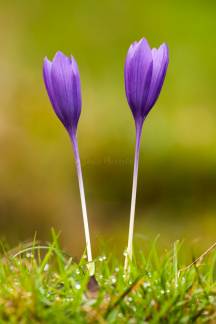 Azafrán montesino o silvestre