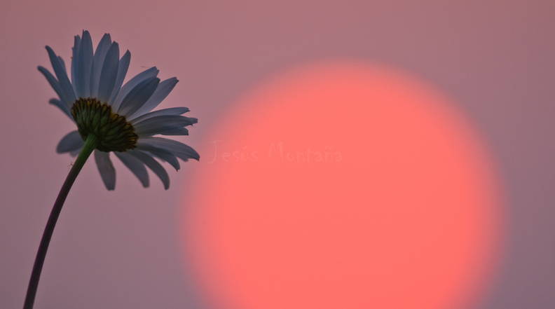 Gramínea y puesta de sol