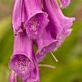 Digitalis purpurea 2