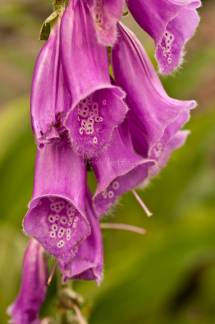Digitalis purpurea 2