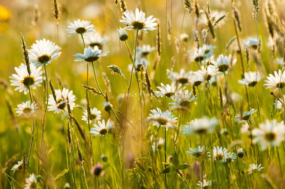 compuestas y gramineas