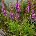 Digitalis purpurea 3