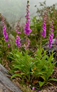 Digitalis purpurea 3