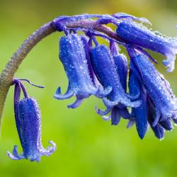 flores y plantas silvestres