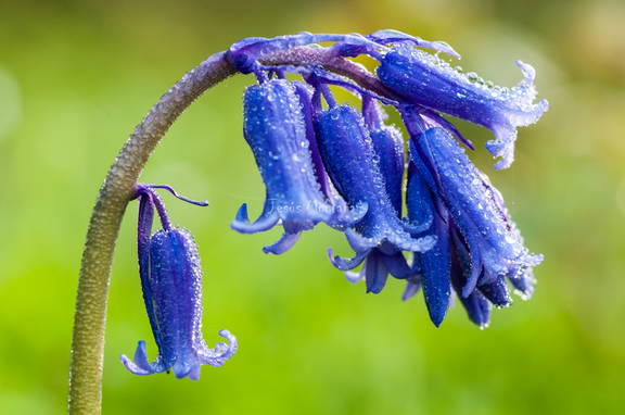 jacinto de los bosques 3