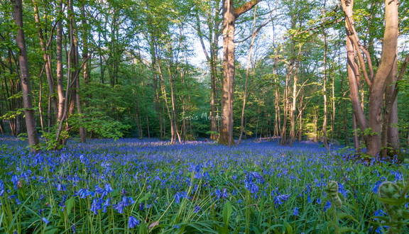 jacinto de los bosques 1
