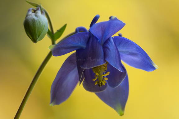 Aguileña común.Ancolie commune.Aquilegia vulgaris