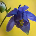 Aguileña común.Ancolie commune.Aquilegia vulgaris