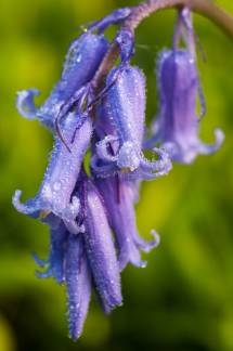 jacinto de los bosques 2