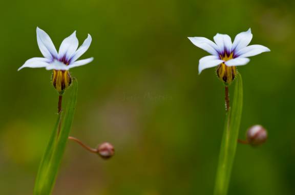 flor de montaña en Picos de Europa
