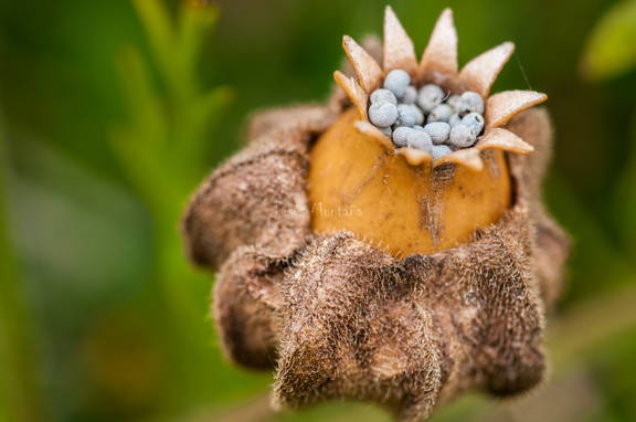 capsulas de semillas