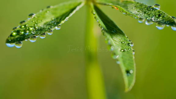 rocio sobre hojas