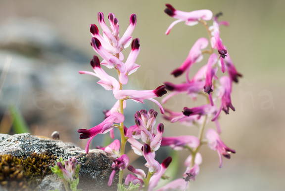 Fumaria officinalis